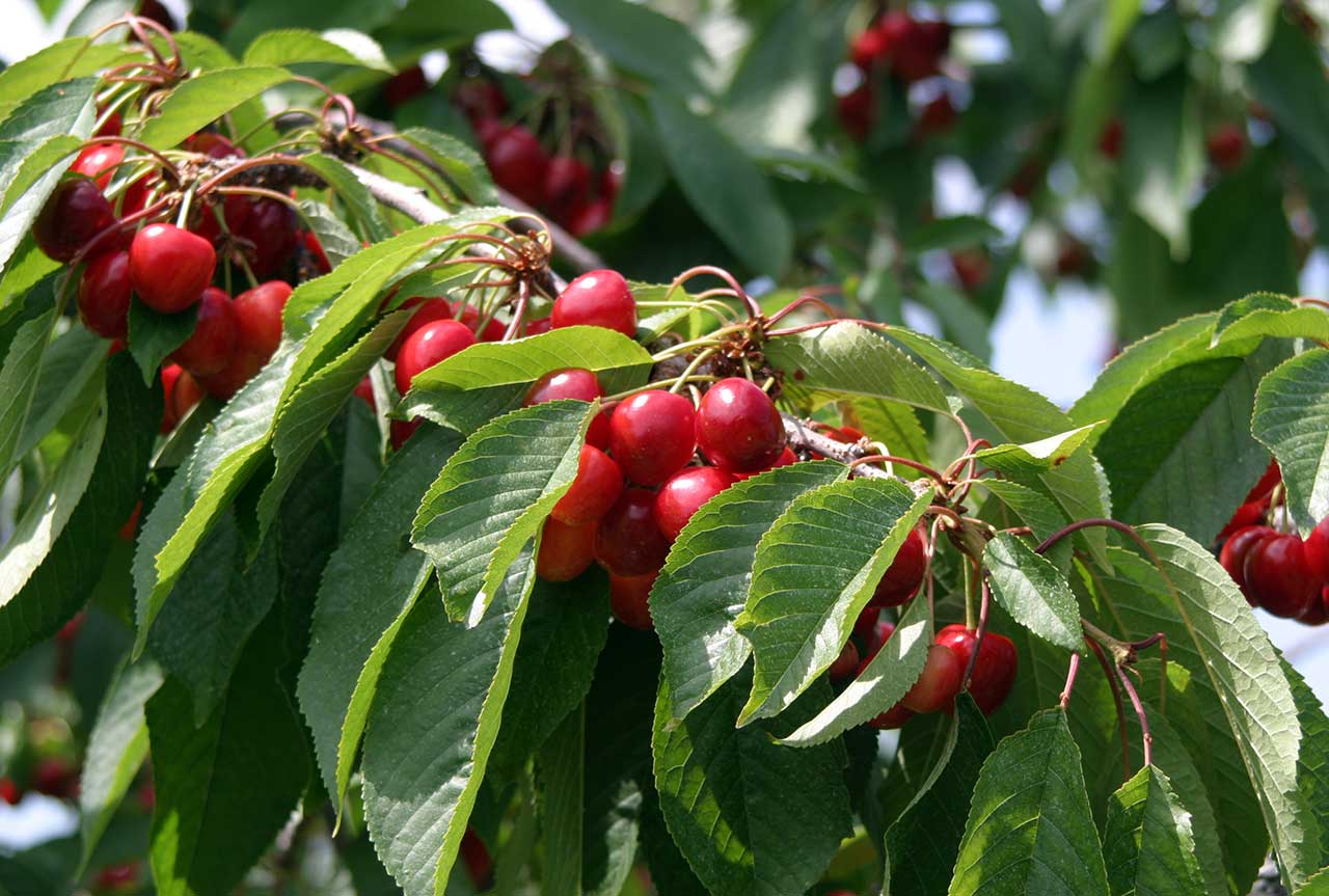 Traverse City Cherries