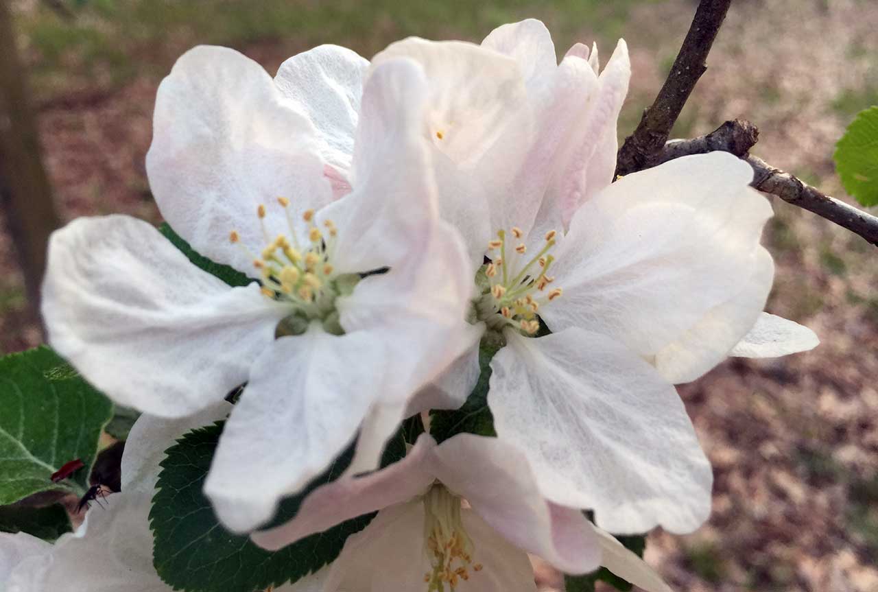 Cherry Blossom Photo